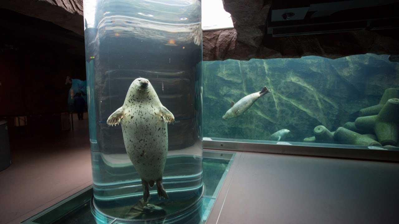 アザラシの水中の様子　旭山動物園　24時間ライブ（高感度カメラより）