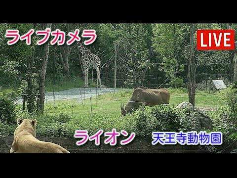 【ライオン】天王寺動物園のライブカメラ映像　　カメラ＃1　　　