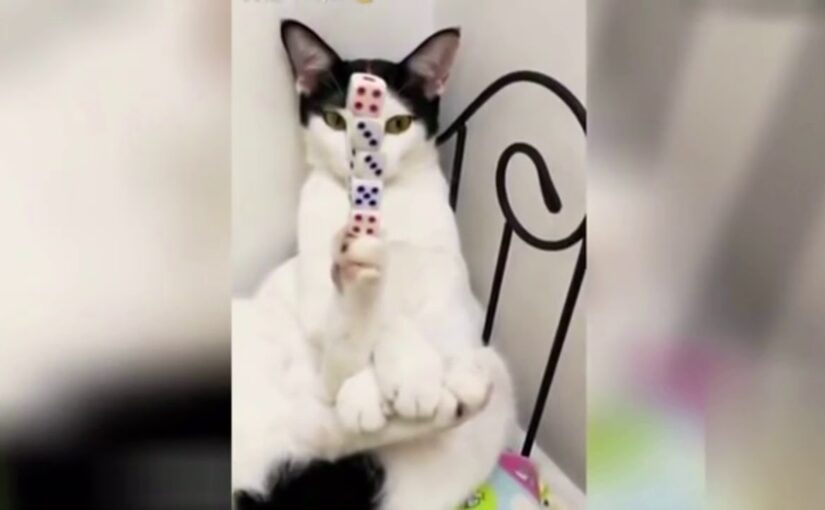 【2020】「100%爆笑」犬、猫、動物のおもしろ、かわいい、ハプニング映像